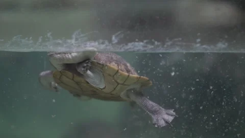 Long-necked turtle swimming gracefully underwater in aquarium Stock Footage 326698252