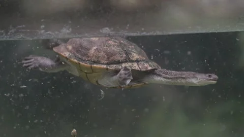 Long necked turtle swimming underwater Stock Footage 326698327