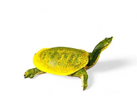 Long-necked turtle with a yellow shell, miniature animal on a white background Stock Photos