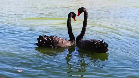 Long necks of two black swans in the shape of a heart. Life of wild birds.Love Stock Footage 222892210