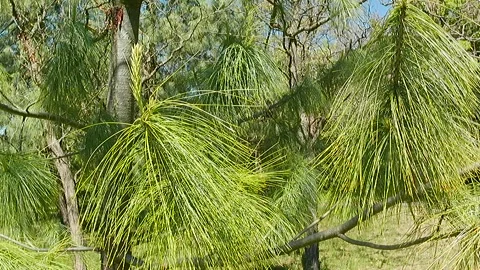 Long needles and evolving branch tips of Bhutan Pine tree Vidéo 334513991