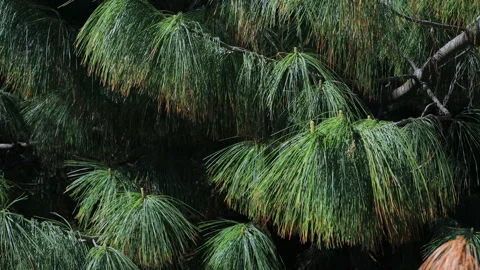 Long needles of Himalayan pine, swaying in the wind Stock Footage 307137528