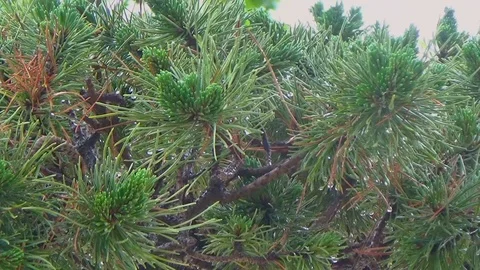 Long needles on a pine tree Stock Footage 108994313