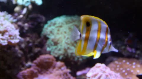 Long-nose Butterflyfish Stock Footage 12010710