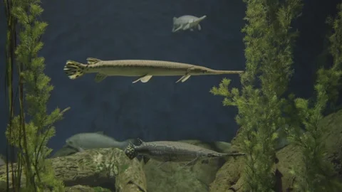 Long nose fish Stock Footage 325820897