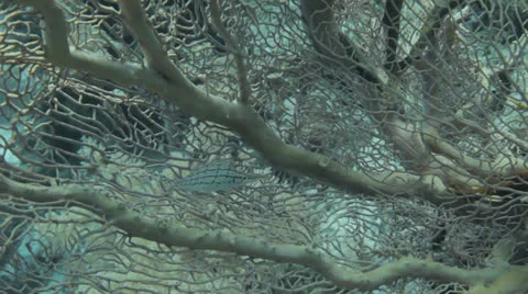 Long nose hawk fish at the sea fan Stock Footage 22728035