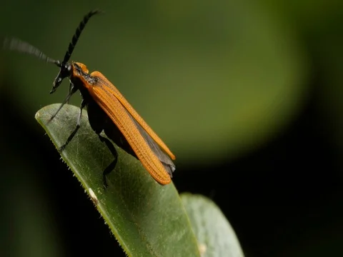 Long-nose Lycid Beetle insect macro footage Stock Footage 74816846