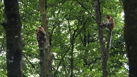 Long Nose monkey with baby. Proboscis monkey baby playing in mangrove tree.  Stock Footage 334636214