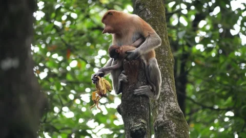 Long Nose monkey with baby. Proboscis monkey baby playing in mangrove tree.  Stock Footage 334636221