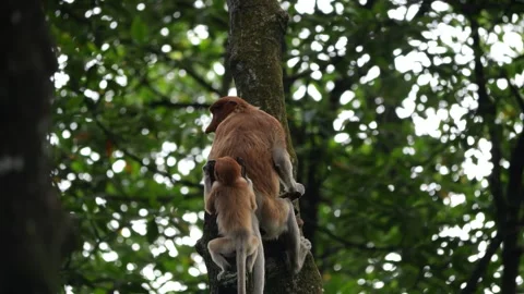 Long Nose monkey with baby. Proboscis monkey baby playing in mangrove tree.  Stock Footage 334636232