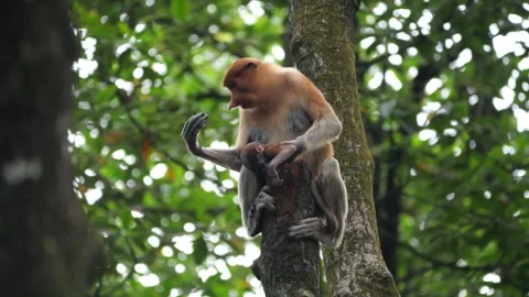 Long Nose monkey with baby. Proboscis monkey baby playing in mangrove tree.  Stock Footage 334636236