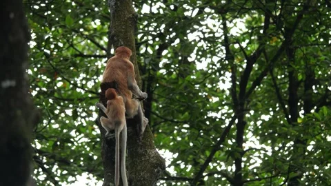 Long Nose monkey with baby. Proboscis monkey baby playing in mangrove tree.  Stock Footage 334636240