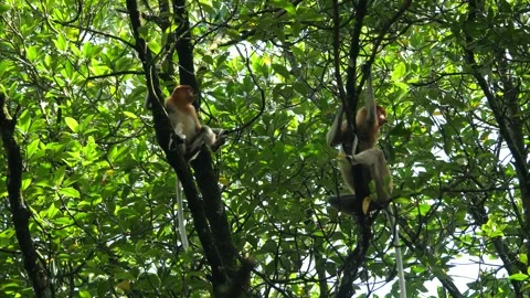 Long Nose monkey with baby. Proboscis monkey baby playing in mangrove tree.  Stock Footage 335112595