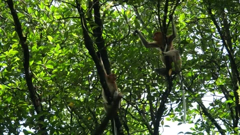 Long Nose monkey with baby. Proboscis monkey baby playing in mangrove tree.  Stock Footage 335112596