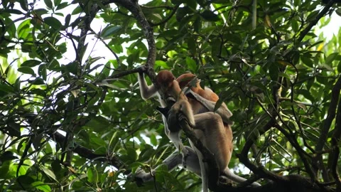 Long Nose monkey with baby. Proboscis monkey baby playing in mangrove tree Stock Footage 335607014