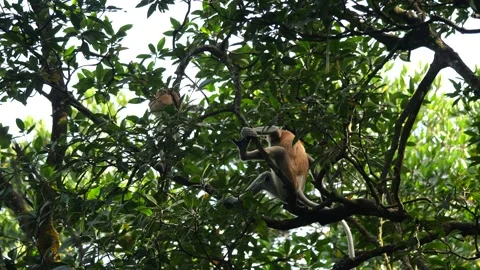 Long Nose monkey with baby. Proboscis monkey baby playing in mangrove tree.  Stock Footage 335607806