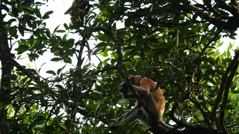 Long Nose monkey with baby. Proboscis monkey baby playing in mangrove tree.  Stock Footage 335607855
