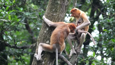Long Nose monkey with baby. Proboscis monkey baby playing in mangrove tree.  Stock Footage 336154401