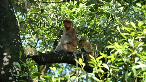 Long Nose monkey with baby. Proboscis monkey baby playing in mangrove tree.  Stock Footage 336518316