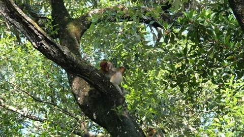 Long Nose monkey with baby. Proboscis monkey baby playing in mangrove tree.  Stock Footage 336518332