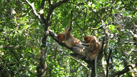 Long Nose monkey with baby. Proboscis monkey baby playing in mangrove tree.  Stock Footage 336518338