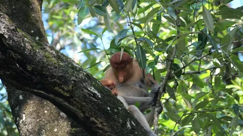 Long Nose monkey with baby. Proboscis monkey baby playing in mangrove tree.  Stock Footage 336518360