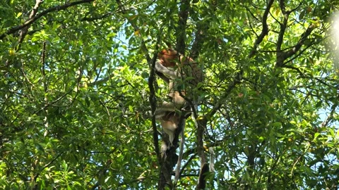 Long Nose monkey with baby. Proboscis monkey baby playing in mangrove tree.  Stock Footage 336518428