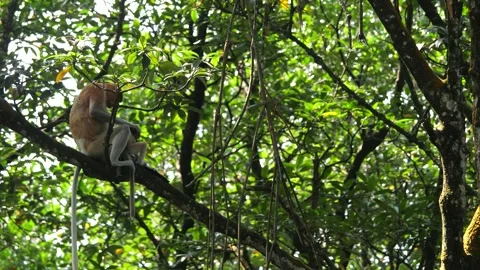 Long Nose monkey with baby. Proboscis monkey baby playing in mangrove tree.  Stock Footage 336519163