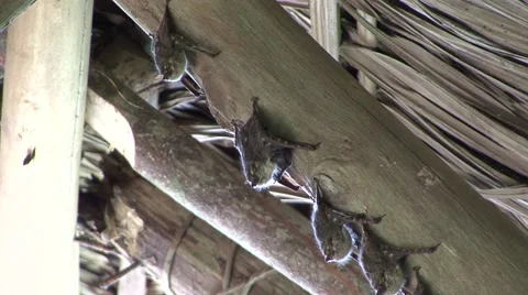 Long-nosed Bats roosting under roof with baby on stomach 1 Stock Footage 56156797
