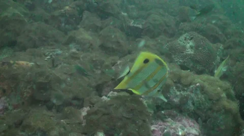 Long nosed butterfly fish Stock Footage 33104128