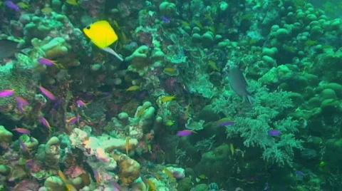 Long-nosed butterflyfish 動画素材 350787
