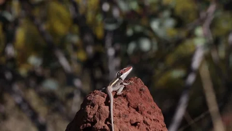 Long-nosed Dragon on termite mound close up Stock Footage 329013221