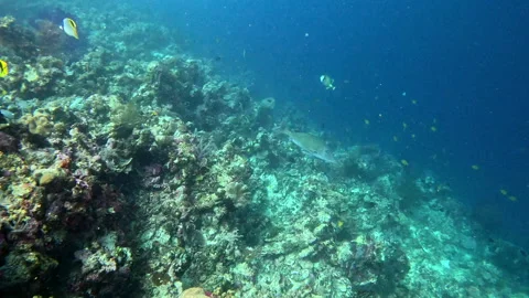 Long-nosed emperor fish (Lethrinus olivaceus) swims above a coral reef. Stock Footage 302293872