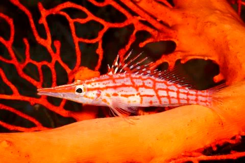 Long Nosed Hawkfish Stock Photos