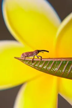 Long Nosed Weevil 写真素材