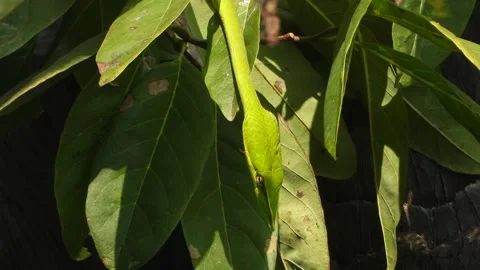 Long-nosed Whipsnake in leaf's . Stock Footage 332064580