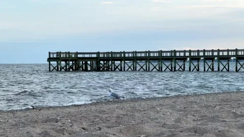 Long Ocean Pier with Two Seagulls Stock Footage 284996711