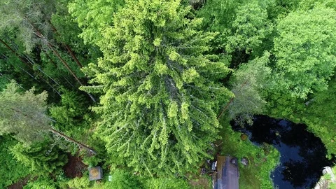 A long old and huge green spruce tree in a forest filmed close with drone Video stock 78765130