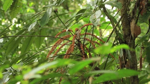 Long Orange Forest Berries 2, Schwaner Muller Mountains, Borneo Stock Footage 142852057