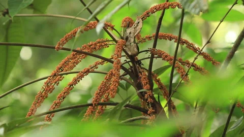 Long Orange Forest Berries, Schwaner Muller Mountains, Borneo Video stock 142852040