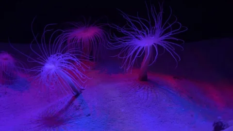 Long outer tentacles of a burrow tube anemone buried deep in the sand 스톡 동영상 345083643