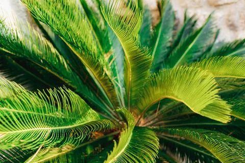 Long palm branches with thin, sharp leaves 스톡 사진