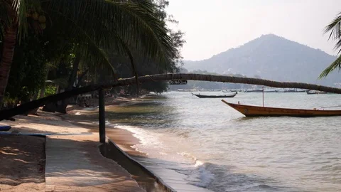 Long palm tree over beach sand paradise Vidéo 83966302