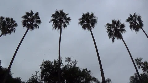 Long palm trees and clear skies circular illustration Stock Footage 129971840