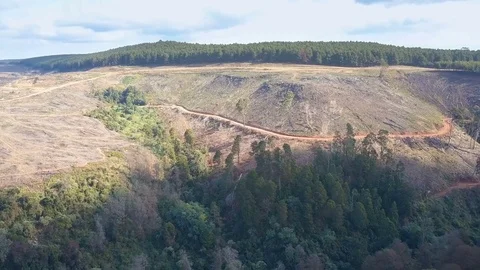 Long pan shot of forest road along hill face in rural forestry area Stock Footage 78584459