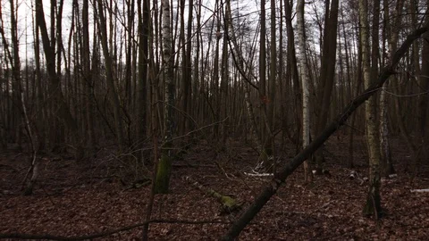 Long pan shot in the old forest with many sick trees 스톡 동영상 123978991