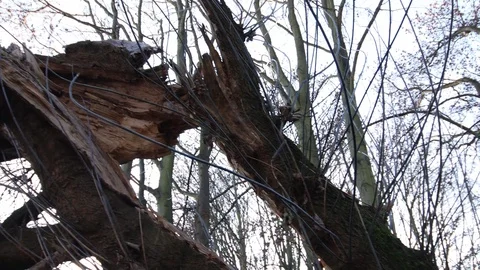 Long pan shot over a broken fallen tree in the forest Video stock 121468173