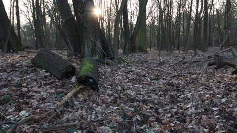 Long pan shot from a sick bare forest with trees without leaves Stock Footage 123980386