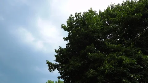 Long pan storm clouds behind top of trees Stock Footage 92589076