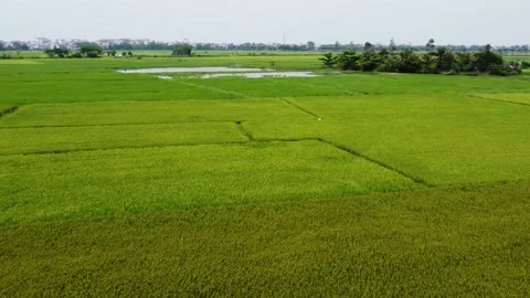 Long panoramic flight over a lush green rice field in Vietnam Stock Footage 238743804